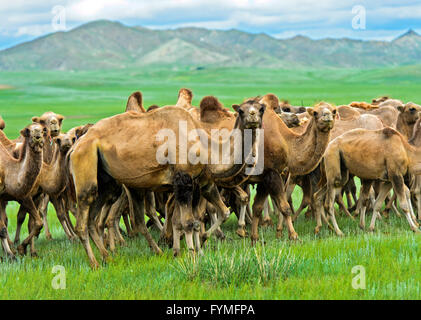 Herd of Bactrian camels (Camelus bactrianus) roaming in the Mongolian steppe, Mongolia Stock Photo
