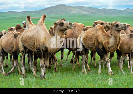 Herd of Bactrian camels (Camelus bactrianus) roaming in the Mongolian steppe, Mongolia Stock Photo