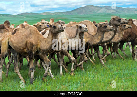 Herd of Bactrian camels (Camelus bactrianus) roaming in the Mongolian steppe, Mongolia Stock Photo