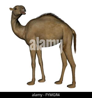 Camel standing - 3D render Stock Photo