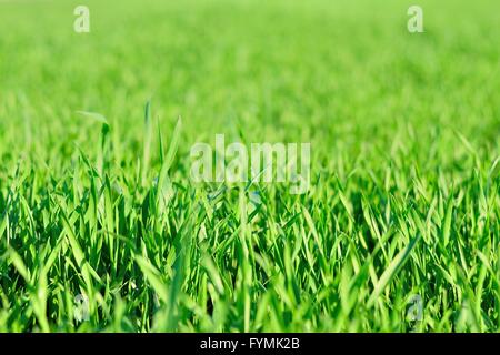 Detail view of green grass in garden in spring. Natural background Stock Photo
