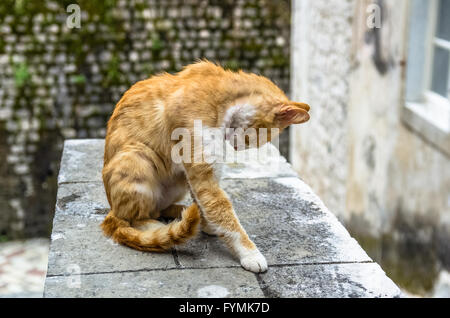 Red cat in Kotor city, Montenegro Stock Photo