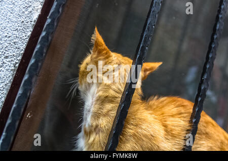 Red cat in Kotor city, Montenegro Stock Photo