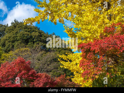 multicolored autumn leaves, very shallow focus Stock Photo