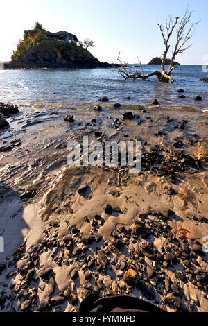 dead tree andilana beach seaweed in house Stock Photo