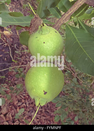 Fruits of Careya arborea Roxb Stock Photo