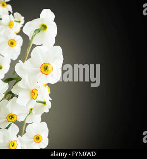 Beautiful white daffodils on black background Stock Photo