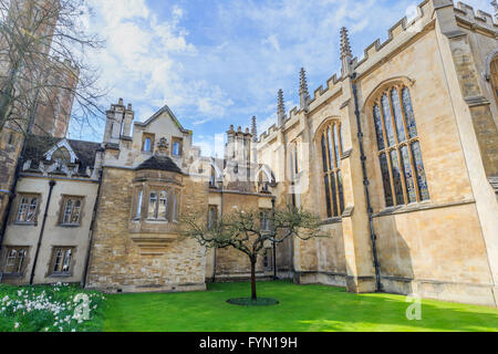 The famous Newton's Apple Tree at Cambridge University, United Kingdom Stock Photo