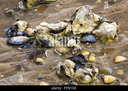 Sea sandy beach, seashells on the shore Stock Photo