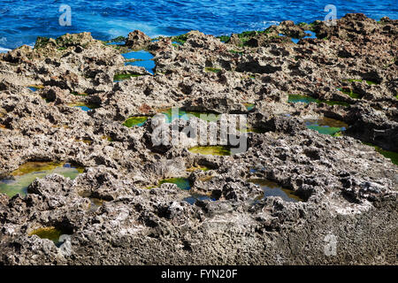 corals on the ocean shore Stock Photo