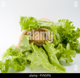 Guinea pig breed Sheltie and lettuce. Stock Photo