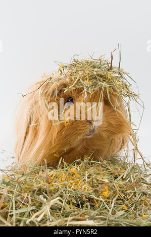 Guinea pig breed Sheltie in the hay. Stock Photo