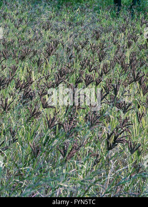 Field of Finger Millet Stock Photo