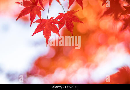 autumnal background, slightly defocused red marple leaves Stock Photo