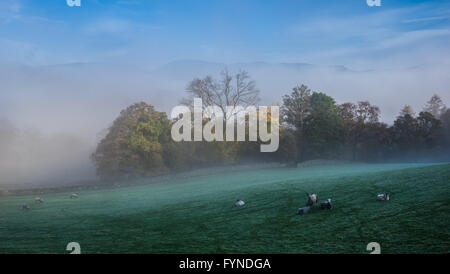 A field of sheep on a misty morning in the Lake District Stock Photo