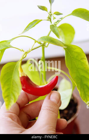 Capsicum annuum. Cultivation of red chili pepper on a windowsill, vegetable garden inside home. Hand holding pepper's smile. Stock Photo