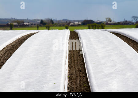 Agricultural fleece covering early crops. Using satellite navigation systems during planting and seeding using a  seeder/planter with a tractor.  Field machines are suitable for both wide-row and narrow-row crops and result in patterned fields using this method of Precision agriculture (PA) of satellite farming with site specific crop management (SSCM). Tarleton, Lancashire, UK Stock Photo