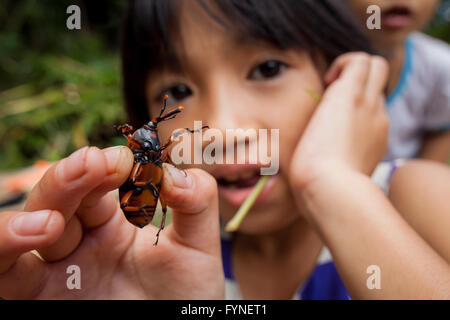 A girl holds a red palm weevil, Rhynchophorus ferrugineus, Sabah Borneo Malaysia Stock Photo