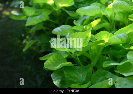 Dwarf amaranth, Amaranthus sp., Family Amaranthaceae, Central of Thailand Stock Photo