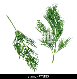 dill branches on a white background Stock Photo