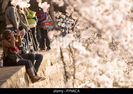 WASHINGTON DC--Washington DC's famous cherry blossoms, and gift from Japan in 1912, in full bloom around the Tidal Basin. The peak bloom each year draws hundreds of thousands of tourists to Washington DC each spring. Stock Photo