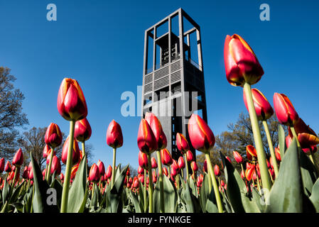 ARLINGTON, Virginia, United States — Vibrant tulips bloom in the foreground of the Netherlands Carillon in Arlington Ridge Park. The 127-foot tall open steel tower, housing 50 bronze bells, rises behind a colorful array of Dutch tulips. This spring display surrounds the monument gifted by the Netherlands in 1954, offering a picturesque view with the Washington, DC skyline visible in the distance across the Potomac River. Stock Photo