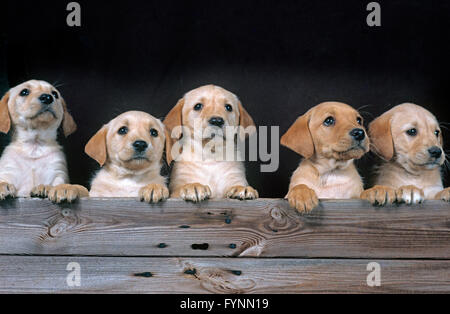 Yellow Labrador Puppies looking from shed Stock Photo