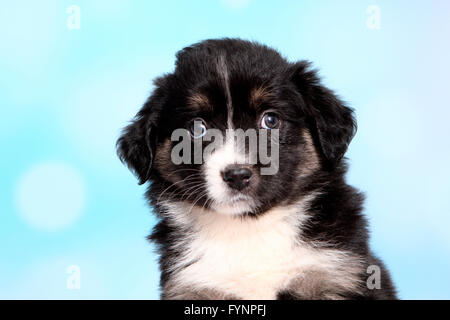 Miniature American Shepherd. Portrait of a puppy (6 weeks old). Studio picture against a blue background. Germany Stock Photo