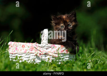 Norwegian Forest Cat. Kitten (6 weeks old) in a white shopping basket on a meadow. Germany Stock Photo