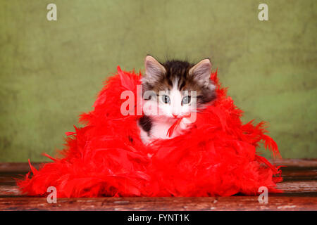 Norwegian Forest Cat. Kitten (6 weeks old) sitting in a red feather boa. Germany Stock Photo