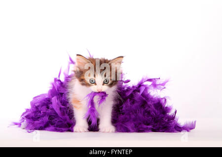 Norwegian Forest Cat. Kitten (6 weeks old) playing with purple feather boa. Studio picture against a white background. Germany Stock Photo