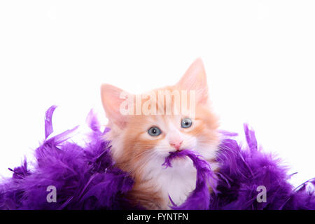 Norwegian Forest Cat. Kitten (6 weeks old) playing with purple feather boa. Studio picture against a white background. Germany Stock Photo