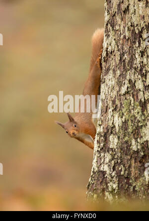 Red squirrel climbing down tree in woodland Stock Photo