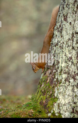 Red squirrel climbing down tree in woodland Stock Photo