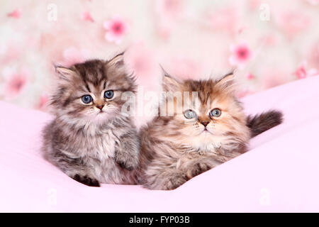 Persian Longhair. Two kittens (6 weeks old) lying on a pink blanket. Germany Stock Photo