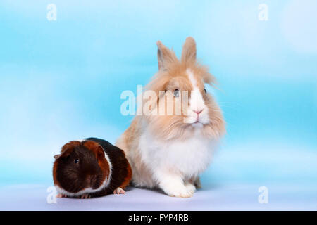 Lion-headed Dwarf rabbit and Smooth-haired Guinea Pig sitting next to each other. Studio picture against a blue background Stock Photo