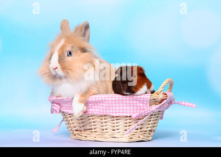 Lion-headed Dwarf rabbit and Smooth-haired Guinea Pig sitting in a basket. Studio picture against a blue background Stock Photo