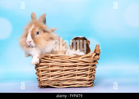 Lion-headed Dwarf rabbit and Smooth-haired Guinea Pig sitting in a basket. Studio picture against a blue background Stock Photo