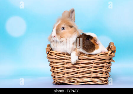 Lion-headed Dwarf rabbit and Smooth-haired Guinea Pig sitting in a basket. Studio picture against a blue background Stock Photo