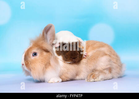 Smooth-haired Guinea Pig on Lion-headed Dwarf rabbit. Studio picture against a blue background. Germany Stock Photo