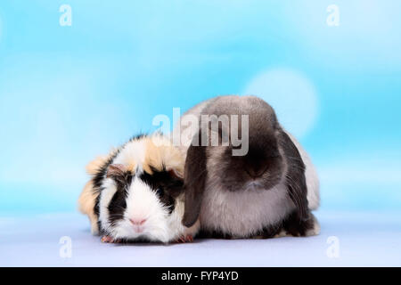 Lop-eared Dwarf rabbit and Abyssinian Guinea Pig sitting next to each other. Studio picture against a blue background. Germany Stock Photo