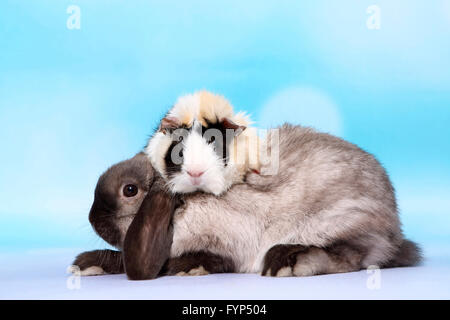 Abyssinian Guinea Pig on Lop-eared Dwarf rabbit. Studio picture against a blue background. Germany Stock Photo