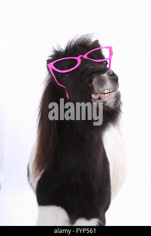Shetland Pony. Portrait of piebald mare wearing pink glasses, neighing. Studio picture against a white background. Germany Stock Photo