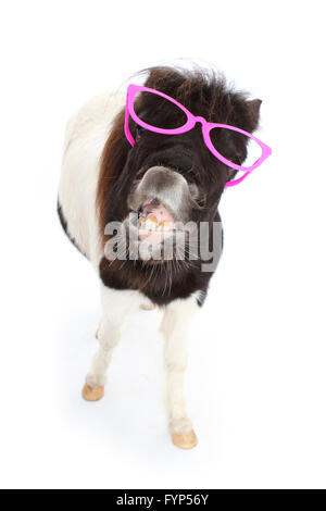 Shetland Pony. Portrait of piebald mare wearing pink glasses, yawning. Studio picture against a white background. Germany Stock Photo