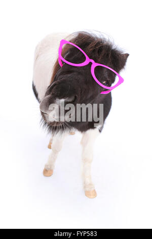 Shetland Pony. Portrait of piebald mare wearing pink glasses, laughing. Studio picture against a white background. Germany Stock Photo