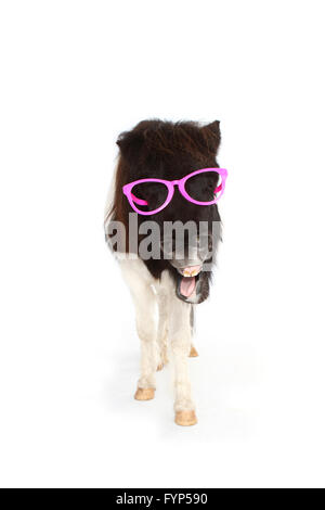 Shetland Pony. Portrait of piebald mare wearing pink glasses, yawning. Studio picture against a white background. Germany Stock Photo