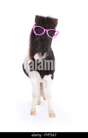 Shetland Pony. Portrait of piebald mare wearing pink glasses, doing the flehmen. Studio picture against a white background. Germany Stock Photo