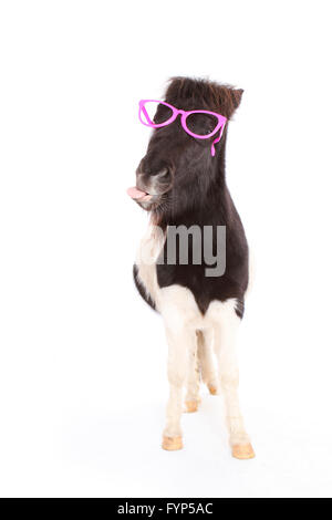 Shetland Pony. Portrait of piebald mare wearing pink glasses, doing the flehmen. Studio picture against a white background. Germany Stock Photo