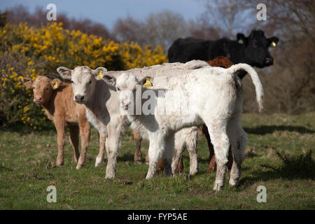 The Wales Coastal Path in Anglsey. Picturesque spring view of calves grazing on the Anglesey Coastal Path. Stock Photo