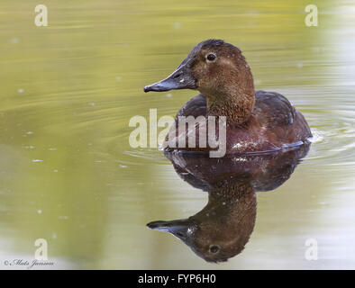 Common pochard, Aythya ferina, female swimming in calm water Stock Photo